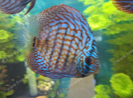 Discus for rehoming