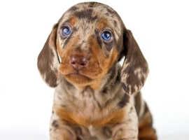 Quality Miniature Dachshunds
