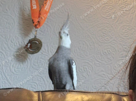 Breeding pair cockatiels