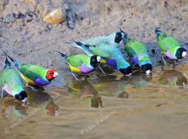 gouldian finch
