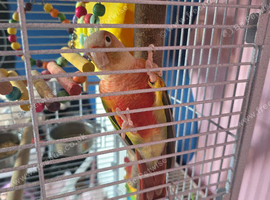 Hand tame pineapple conure