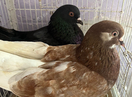 2 pairs of tumblers, pair of nun pigeons, male nun pigeon