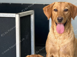 Mahogany fox red female Labrador