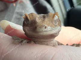Juvenile crested gecko with set up