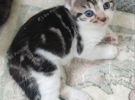 British short haired kittens