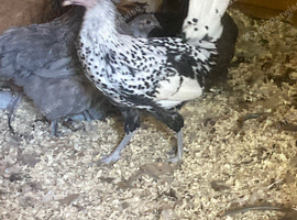 Silver Appenzeller Spitzhauben for sale