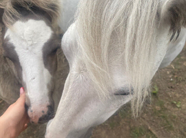 Beautiful registered wpcs grey mare with cob foal at foot