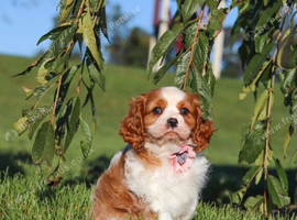 Cavalier King Charles Spaniel Pups
