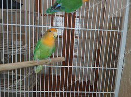 Lovebird pairs &pound;50 per pair