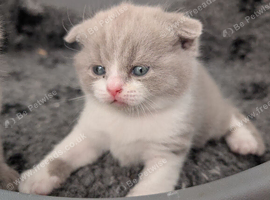 British short hair kittens