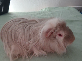 Bunch of guinea pigs