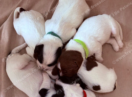 Sprocker puppies