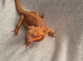 Male bearded dragon and setup