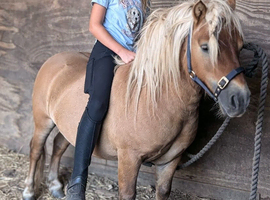 Miniature Shetland stallion