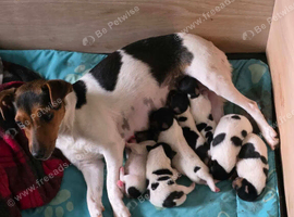 7 Lovely Jack Russell pups for Sale