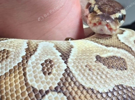 Ball python