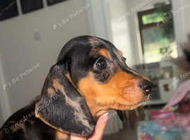 Miniature dachshund