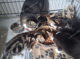 Kittens for sale