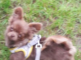 Male chocolate fluffy