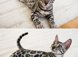 Male bengal