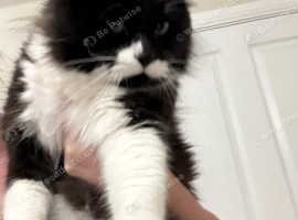 Part rag doll boy
