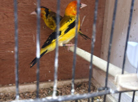 Pair of siberian goldfinches