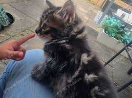 Mixed Maine Coon