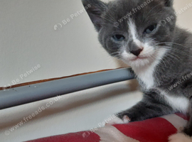 Kitten
