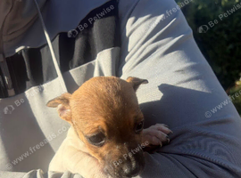 Jack Russel puppies