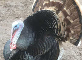 STILL WANTED A Trio of Heritage Bronze Turkeys