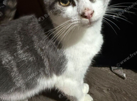 Kitten for sale