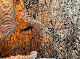 Kimberley Rock Monitor PROVEN PAIR