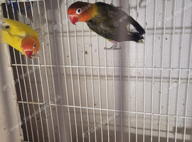 Lovebirds