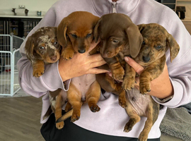 Gorgeous miniature daschund puppies