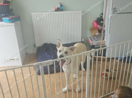 German Shepherd Cross akita