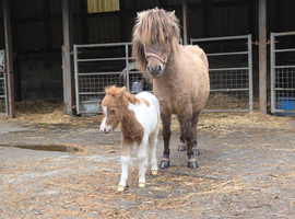 SPSBS registered mini shetland colt foal. SKEWBALD MUSHROOM