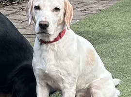 MAX LOOKING FOR HIS FOREVER HOME