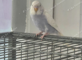 2 baby budgies for sale