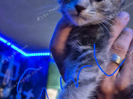 Beautiful maine coon cross kittens