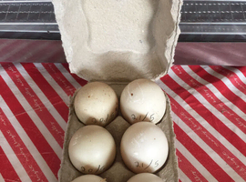 Fertile Hatching Muscovy Eggs