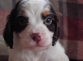 Cocker spaniel