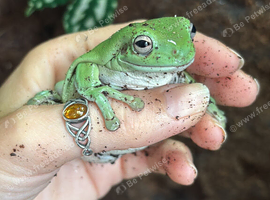6 Whites Tree Frogs and XL vivarium