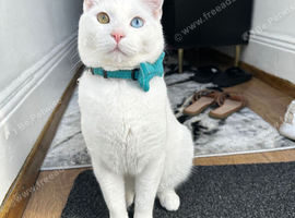 DEAF White blue/green eyed cat