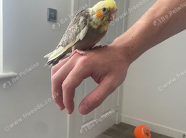 Baby cockatiel