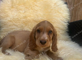 Cocker spaniel puppies