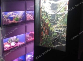 S65 reptile rescue and rehoming