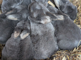 Blue otters mini rex