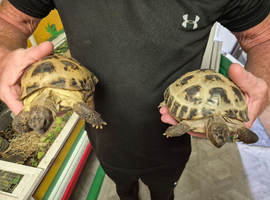 2 horsfield tortoises