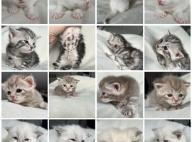 Adorable Norwegian forest kittens