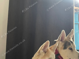 Pure Bred Cream Alaskan Malamute Puppy